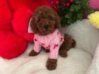 Toy poodle 2 aylık