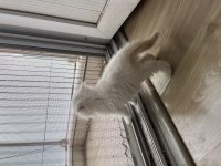 2 Aylık Scottish Fold Yavru