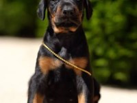 Silahlar İhanet Eder Doberman Etmez