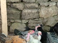 Türkan tavuğu