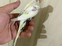34 GÜNLÜK KUSURSUZ BEBEK MUHABBET KUŞU