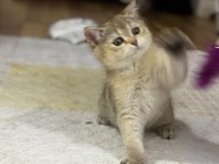 Dişi british shorthair bebek