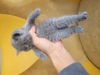 Enfes Güzellikte British Shorthair Yavrular