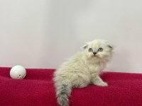 Scottish fold aşılı blue point yavrular