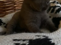 British Shorthair Chocolatte Lilac ve Fawn Bebeklerim