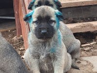 Orjinal saf kangal yavru