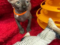 sphynx sfenks tüysüz dişi erkek yavruları