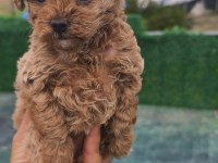 Küçük toy poodle