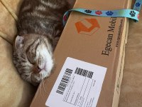 Henüz 70 günlük scottish fold tuvalet eğitimi var