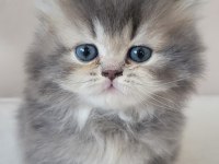 Eşsiz Güzellikte İpek Tüylü Birman Ve British Longhair