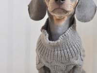 EXOTİC DACHSHUND YAVRULARI 