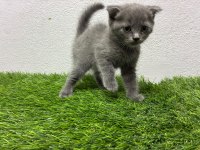 Irk Ve Sağlık Garantili Scottish Fold Kediler
