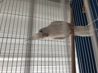 Evcil Ele Gelen Albino Sultan Papağanı