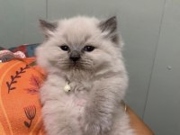 Longhair scottish fold çok uygun bebekler