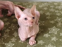 Naked Beauty Sphynx Cattery Kedisi