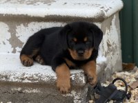 Orjinal garantili dev koca kafa Macar rottweiler