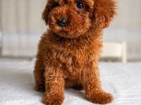 Sağlık Garantili Dişi Red Brown Toy Poodle