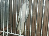 Albino takım sultan papağanı
