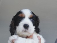 5 erkek ve 1 dişi cavalier king charles yavrular
