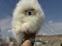 Petmode köpek çiftliğinden sçr li pomeranian