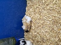 Yavru guinea pigler