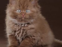 Cinnamon British Longhair