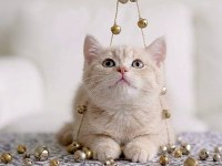 British shorthair lilac gold dişi yavru