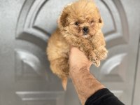 Maltipoo cinsi yavrumuz