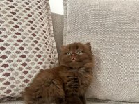 Belçika çikolatası oğlumuz