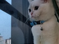 Tam Bir Dost Canlısı British Shorthair