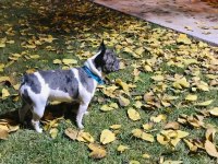 11 aylık blue marle pied çift göz renkli french bulldog