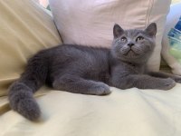 British Shorthair Sahiplendirme