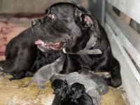 Cane Corso Yavruları