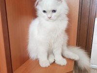 BRİTİSH LONGHAİR ERKEK