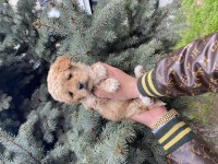 Muazzam Güzellikteki Kore Kanı Maltipoo Bebeklerimiz
