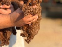 Red brown Toy Poodle Elden Teslim