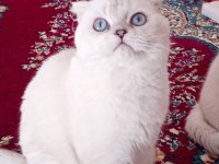 Scottish fold erkekler