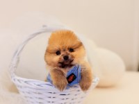 Teddy bear pomeranian