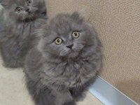 British Scottish Fold