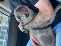Masrafsız dişi french bulldog