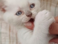 35 GÜNLÜK SAĞLIK BLUE POİNT BRİTİSH YAVRULARIMIZ