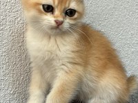 GOLD BRİTİSH SHORTHAİR  YAVRULARIMIZ 