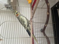 3 aylık erkek sultan papağanı