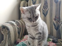BRİTİSH SHORTHAİR 1 YAŞINDA DİŞİ KEDİMİZ