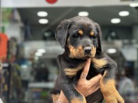 Irk garantili rottweiler yavrular