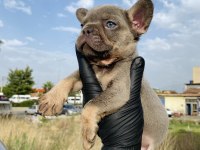 Egzotik French Bulldog