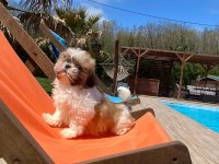 Kraliyet soyundan gelen Shih Tzu Yavruları