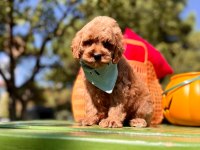 Mini Maltipoo Sevimli Bebekler