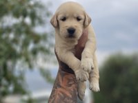 Golden Retriever Yavru Köpekler