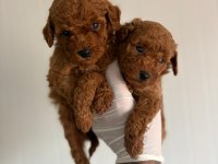 Toy Poodle Minikler